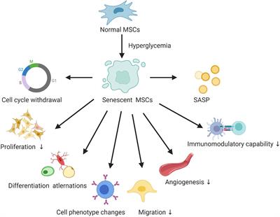 Role of Hyperglycemia in the Senescence of Mesenchymal Stem Cells